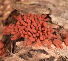 Attēlu rezultāti vaicājumam “Arcyria denudata”