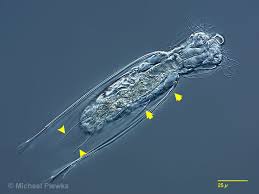 Attēlu rezultāti vaicājumam “Amaurochaete fusiformis”