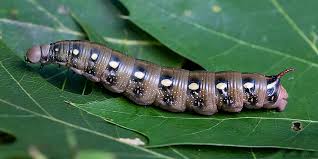 Attēlu rezultāti vaicājumam “Geocrypta galii larva”