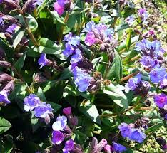 Attēlu rezultāti vaicājumam “Pulmonaria angustifolia leaf”