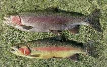 Image result for Oncorhynchus mykiss