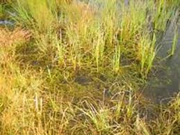 Attēlu rezultāti vaicājumam “Drepanocladus trifarius”