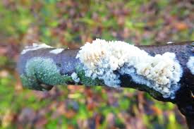 Attēlu rezultāti vaicājumam “Basidioradulum radula”