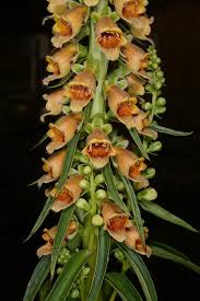 Image result for Digitalis ferruginea