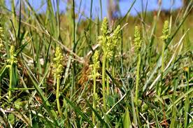 Attēlu rezultāti vaicājumam “Herminium monorchis leaf”