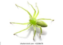 Attēlu rezultāti vaicājumam “Micrommata virescens”