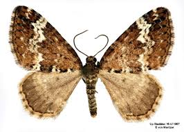 Attēlu rezultāti vaicājumam “Perizoma alchemilla”