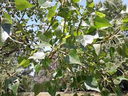 Attēlu rezultāti vaicājumam “Populus nigra”