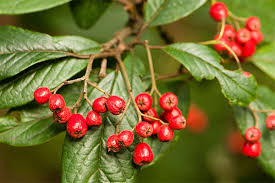 Attēlu rezultāti vaicājumam “Cotoneaster multiflorus fruit”