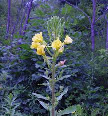 Attēlu rezultāti vaicājumam “Oenothera biennis flower”