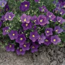 Image result for Nierembergia