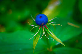 Attēlu rezultāti vaicājumam “Paris quadrifolia flower”