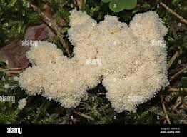 Attēlu rezultāti vaicājumam “Fuligo septica var. candida”