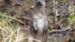 Image result for Eltham Otters
