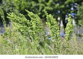 Attēlu rezultāti vaicājumam “Rumex aquaticus fruit”