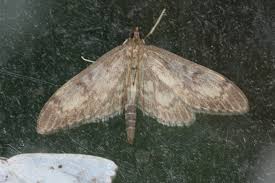 Attēlu rezultāti vaicājumam “Anania lancealis”