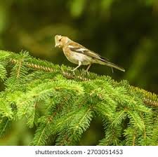 Attēlu rezultāti vaicājumam “Fringilla coelebs juvenile”