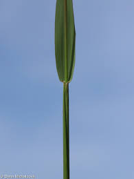Attēlu rezultāti vaicājumam “Phleum phleoides fruit”