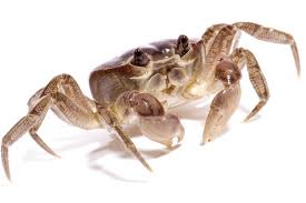 Attēlu rezultāti vaicājumam “Crustacea”