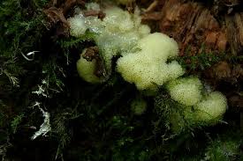 Attēlu rezultāti vaicājumam “Ceratiomyxa porioides”