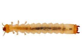 Attēlu rezultāti vaicājumam “Pyrochroidae larva”
