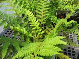 Attēlu rezultāti vaicājumam “Dryopteris cristata”