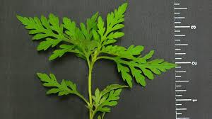 Attēlu rezultāti vaicājumam “Ambrosia artemisiifolia leaf”