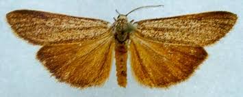 Attēlu rezultāti vaicājumam “Coscinia cribraria imago”