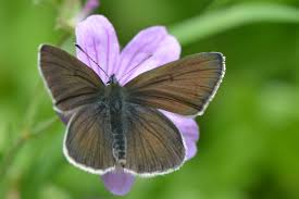 Attēlu rezultāti vaicājumam “Eumedonia eumedon”