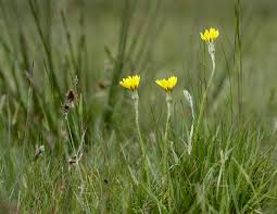 Attēlu rezultāti vaicājumam “Scorzonera humilis leaf”