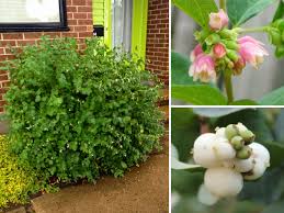 Attēlu rezultāti vaicājumam “Symphoricarpos albus flower”