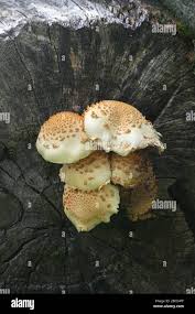 Attēlu rezultāti vaicājumam “Pholiota squarrosoides”