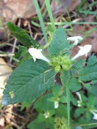 Attēlu rezultāti vaicājumam “Galeopsis tetrahit flower”
