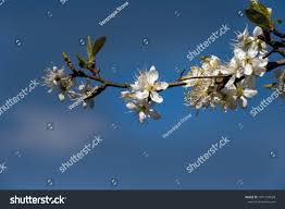 Attēlu rezultāti vaicājumam “Prunus domestica subsp. insitita”