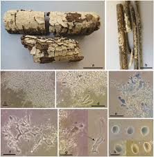 Attēlu rezultāti vaicājumam “Corticium roseum”