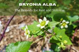 Attēlu rezultāti vaicājumam “Bryonia alba leaf”