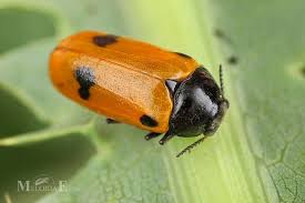 Attēlu rezultāti vaicājumam “Clytra quadripunctata”