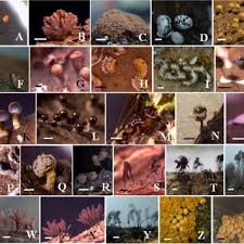 Attēlu rezultāti vaicājumam “Craterium minutum young”