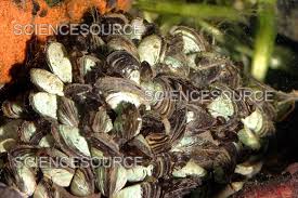 Attēlu rezultāti vaicājumam “Dreissena polymorpha”