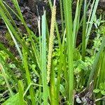 Attēlu rezultāti vaicājumam “Carex acuta leaf”