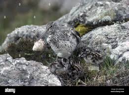 Attēlu rezultāti vaicājumam “Tringa nebularia adult”