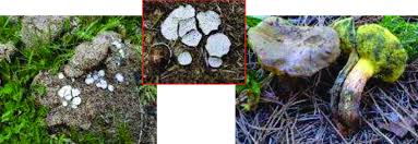 Attēlu rezultāti vaicājumam “Poronia punctata”