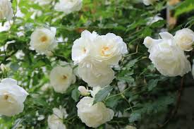 「アイスバーグ」の画像検索結果