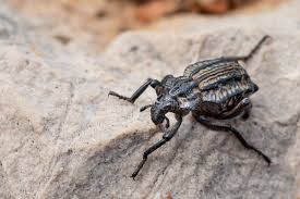 Image result for Brachycerus undatus