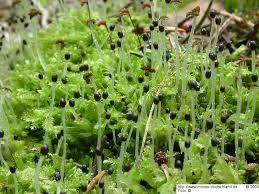 Attēlu rezultāti vaicājumam “Lophocolea coadunata”