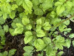 Attēlu rezultāti vaicājumam “Astilbe chinensis bud”