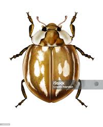 Attēlu rezultāti vaicājumam “Myzia oblongoguttata”