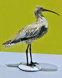 Image result for Numenius tenuirostris