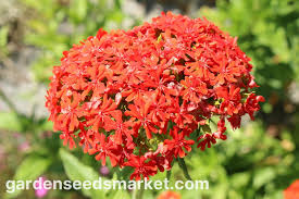 Image result for Lychnis chalcedonica `Dusky Salmon`