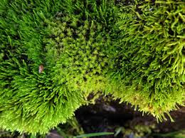 Attēlu rezultāti vaicājumam “Philonotis fontana sporophyte”